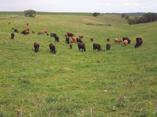 red and black cows and calves grazing in a rolling pasture