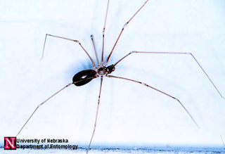 Light tan cellar spider with long delicate legs