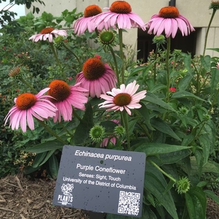 Purple coneflower with QR code sign
