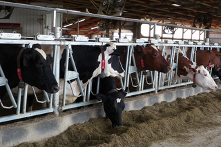 Dairy cows at a feeding station indoors