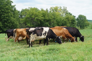 dairy cows of different colors grazing on grass in a pasture next to trees