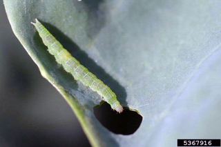 Thin, green caterpillar chewing a hole in a cabbage leaf