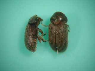 two drugstore beetles