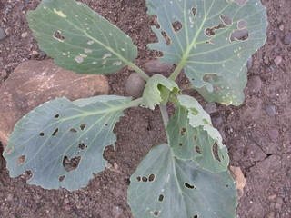 Irregular shaped holes on the leaves of a cole crop