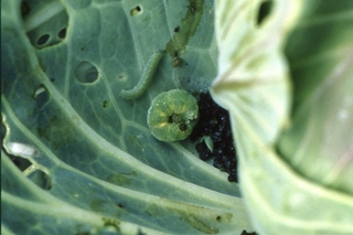 A curled-up green caterpillar next to black droppings on a cabbage leaf 