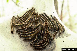 Several black, hairy caterpillars with a yellowish line running down their back