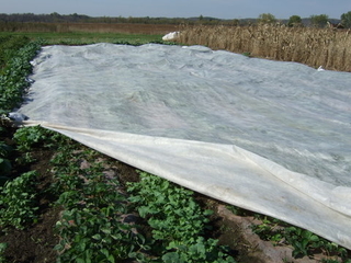 A piece of lightweight white cloth has been placed over spring crops to protect them from cold and insects.