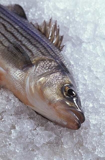Bass fish on ice.