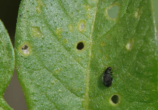 A small, dull black flea beetle on a leaf.