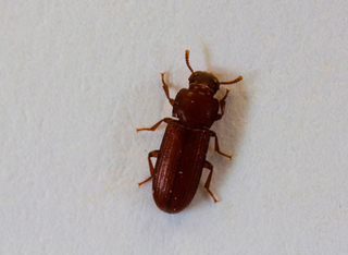 Pantry Pests Insects Found In Stored Food Umn Extension