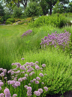 Purple native plants in a garden.