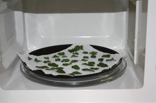 Drying herbs in the microwave.