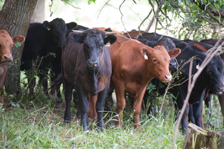 Herd of black and brown cattle.