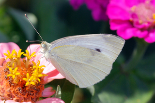 Light gray moth with a white furry body and long antenna feeding on the center of a flower