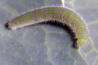Green, fuzzy caterpillar with a light yellow stripe down its back crawling on a leaf