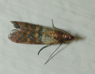  adult indianmeal moth