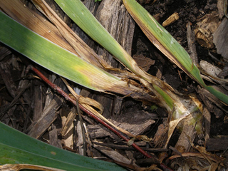 Yellow-brown iris leaves at the base of the plant