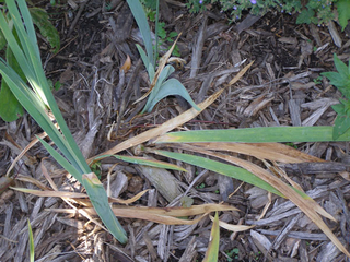 Green iris leaves turning brown at the base of the plant