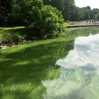 Green algae scum on lake.