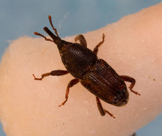 maize weevil