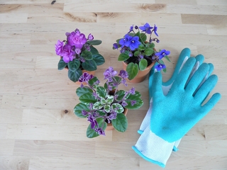 three miniature African violet plants in pots next to a rubber glove