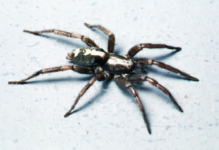 Parson spider with a white band on the gray body
