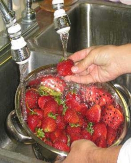 Rinsing strawberries in colander.
