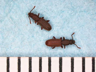 two sawtooth grain beetles