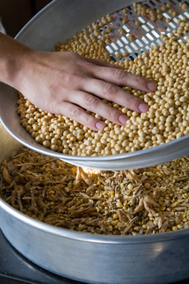 Hand in soybean seeds