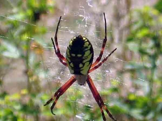Black and yellow argiope spider on a web in a garden