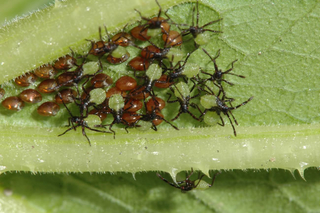  Newly emerged squash bugs with light green abdomens 