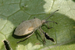 Brownish gray mature squash bug nymph