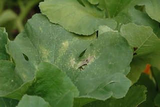 Yellow and brown spots on the leaves from squash bug feeding