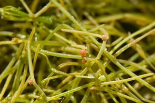 starry stonewort is a green stringy mass with end pieces that are said to look like stars but with the naked eye just look like small round pinkish ends