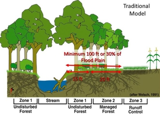 Model of a traditional forest riparian buffer, showing the three zones of vegetation.