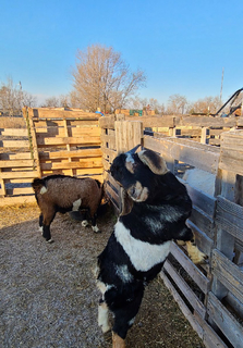 Two goats fenced-in on a farm.