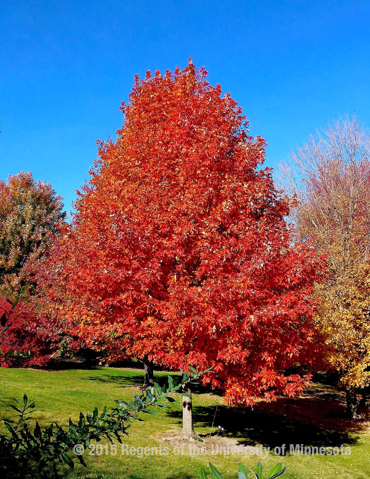 red maple tree growth rate