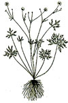 An illustration of a tall buttercup