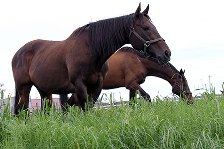 Horses grazing teff grass