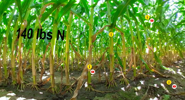 ThingLink screenshot of nitrogen research in corn.