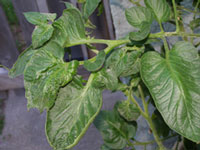 plant leaves with curled edges and a dusty coating