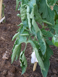 tomato plant staked into ground with bottom leaves curling in toward the center of the leaf
