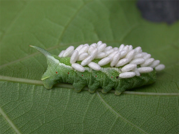 What are the Stages of a Hornworm 