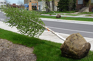 young tree with green leaves and root ball covered with burlap lying on its side on grass near a sidewalk and street with buildings and other tree waiting to be planted in the background