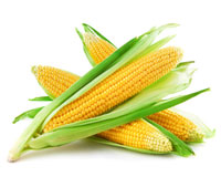 Ears of corn.