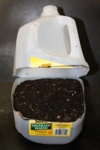 Milk jug cut in half horizontally and filled with soil and sown seeds