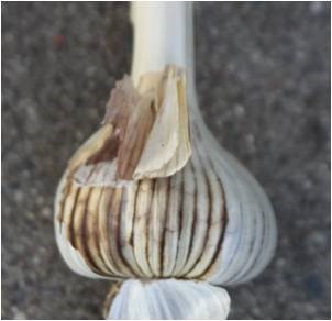 Garlic bulb with brown lines from aster yellows infection