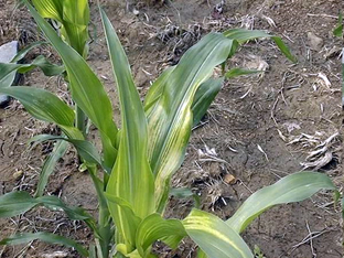 zn-deficiency-corn