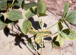 zn-deficiency-soybean